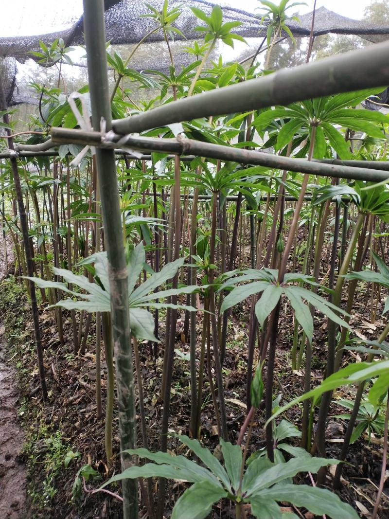 重楼七叶一枝花好品种高杆华重楼
