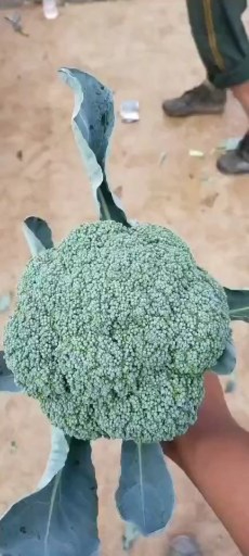 《推荐》上万亩精品西兰花，产地直供，一手货源大量上市