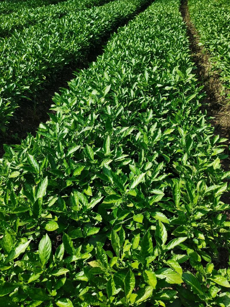 200亩板蓝根苗约6000万株，苗粗壮，成活率95%，，
