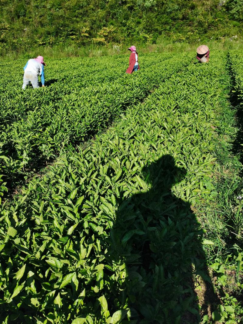 200亩板蓝根苗约6000万株，苗粗壮，成活率95%，，