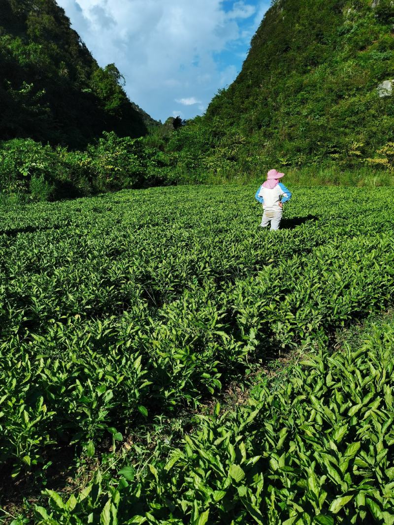 200亩板蓝根苗约6000万株，苗粗壮，成活率95%，，