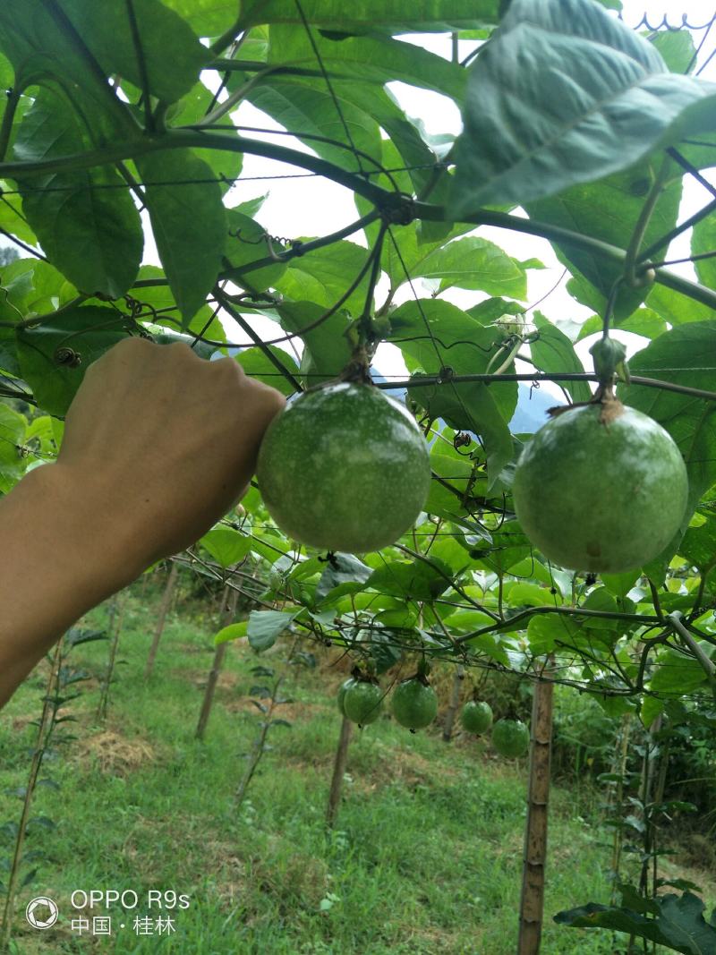 高寒山区脱毒栽培黄金果苗