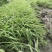 15杯金边吊兰，金边吊兰小杯苗，金边吊兰工程苗，基地直销