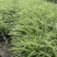 15杯金边吊兰，金边吊兰小杯苗，金边吊兰工程苗，基地直销
