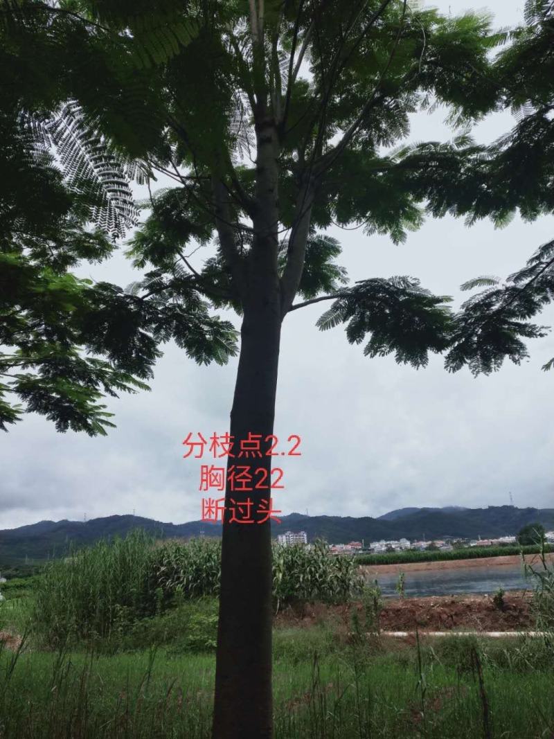 米径12至60凤凰树，全冠，大小骨架货