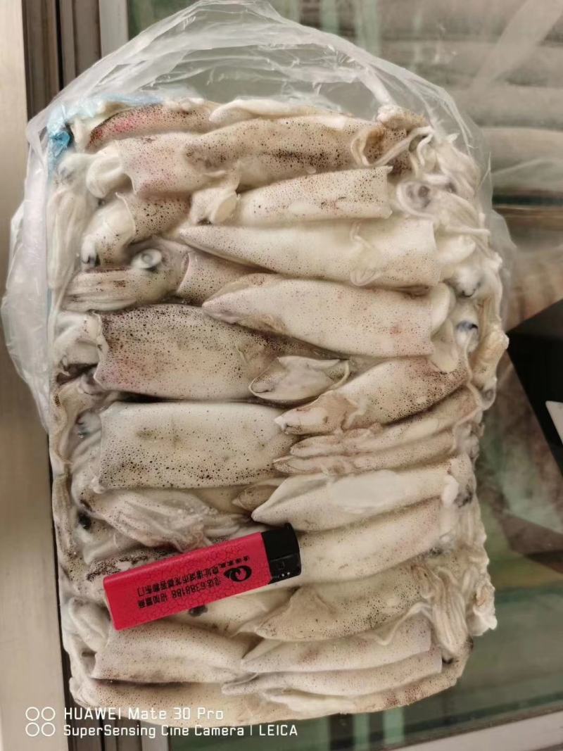 笔管鱼《小黑盒》20%带籽率，个头大鲜度好籽乌