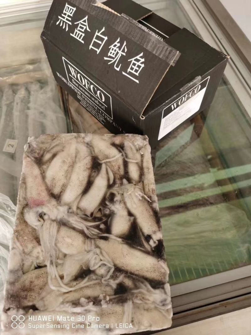 笔管鱼《小黑盒》20%带籽率，个头大鲜度好籽乌