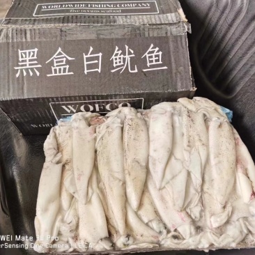 笔管鱼《小黑盒》20%带籽率，个头大鲜度好籽乌