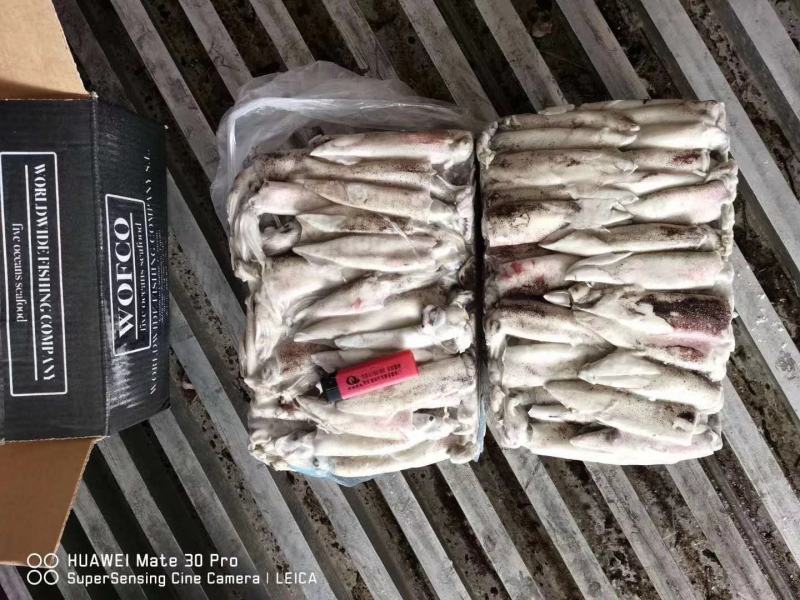 笔管鱼《小黑盒》20%带籽率，个头大鲜度好籽乌