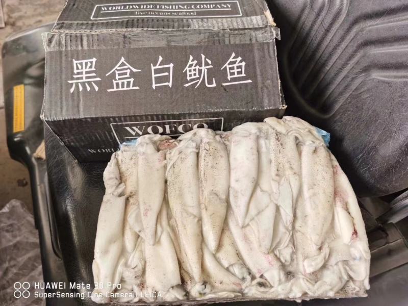 笔管鱼《小黑盒》20%带籽率，个头大鲜度好籽乌