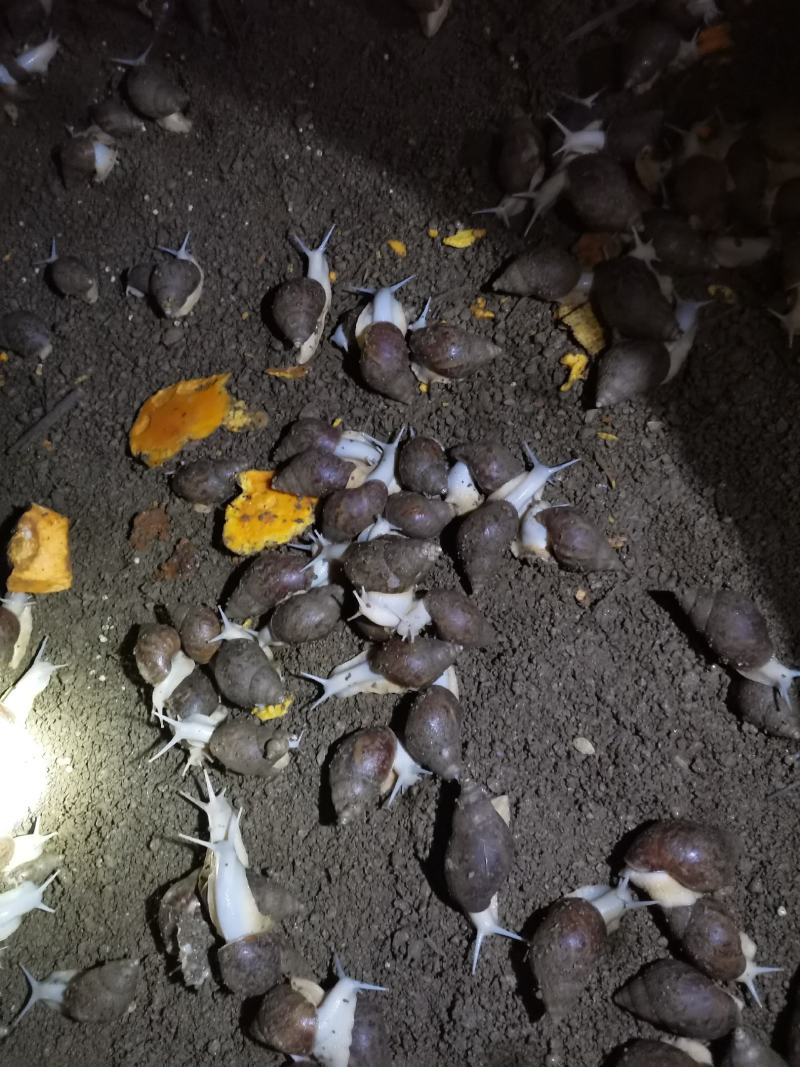 中华白玉蜗牛商品蜗牛
