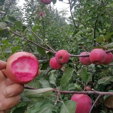 青龙满族自治县双山子镇大山上长的红肉苹果，酸甜。