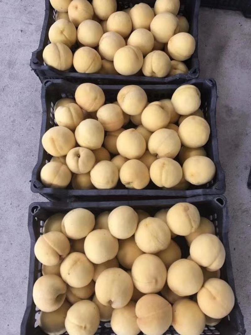 【热卖中】陕西礼泉老树黄桃大量上市中品种齐全大量批发