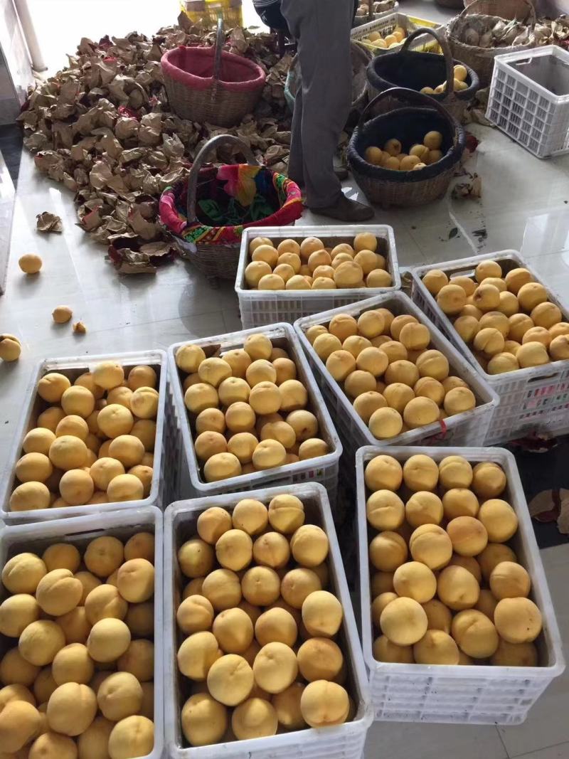 【热卖中】陕西礼泉老树黄桃大量上市中品种齐全大量批发