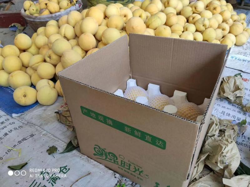 【热卖中】陕西礼泉老树黄桃大量上市中品种齐全大量批发