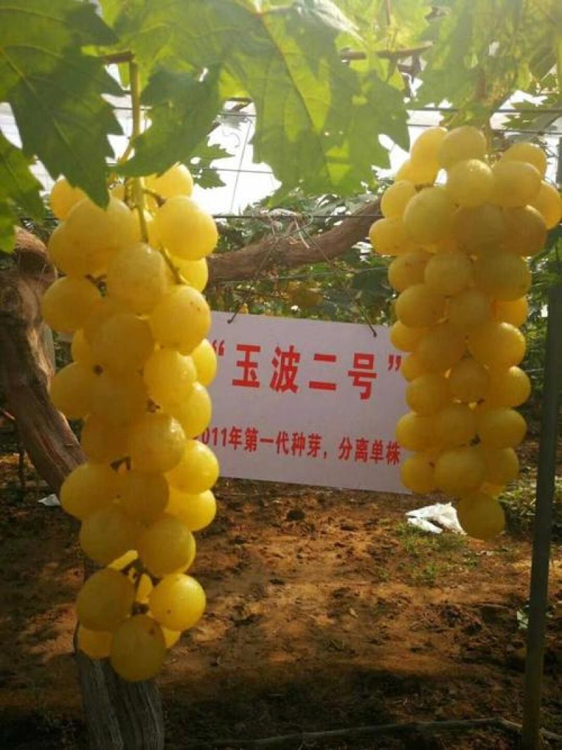 秋天清脆，深红无籽，罗马红宝石，妮娜皇后，玉波2号3号，