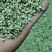 微山湖荷叶茶厂家直销长期大量供货一手货源