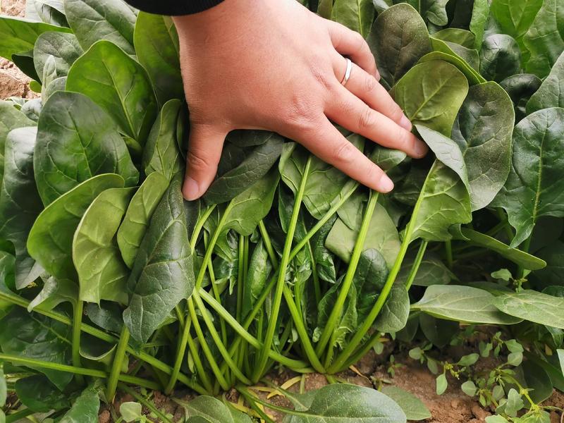 内蒙古兴和县菠菜泡沫箱散装菠菜保质保量批发代发全国