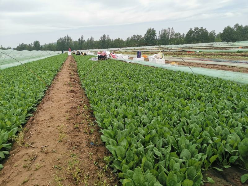 山东滨州惠民县泡沫箱菠菜基地大量上市保质保量发全国