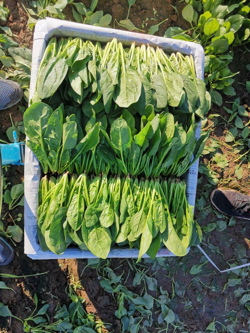山东滨州惠民县泡沫箱菠菜基地大量上市保质保量发全国