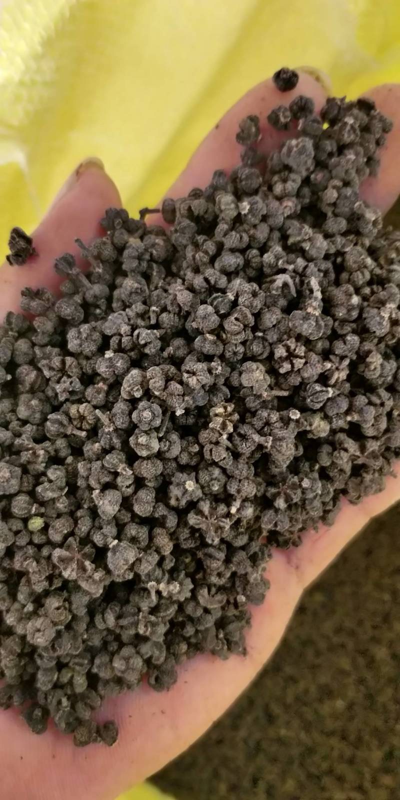产地批发广西中花吴茱萸小颗粒黑货便宜货，干净无霉味。