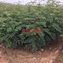 供应优质大红袍，狮子头，无刺花椒苗量大从优