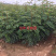 供应优质大红袍，狮子头，无刺花椒苗量大从优