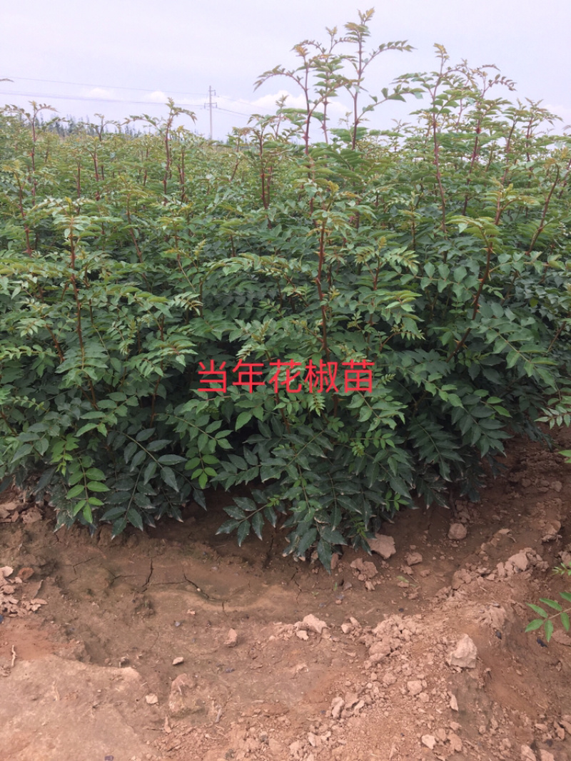 供应优质大红袍，狮子头，无刺花椒苗量大从优