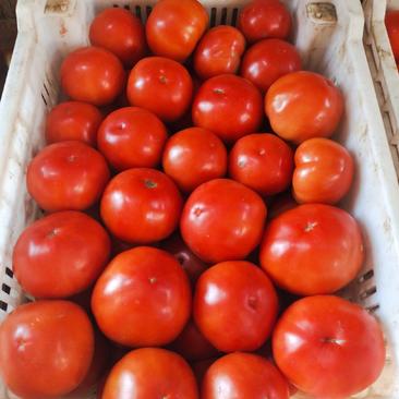 大红西红柿，大棚果，硬果