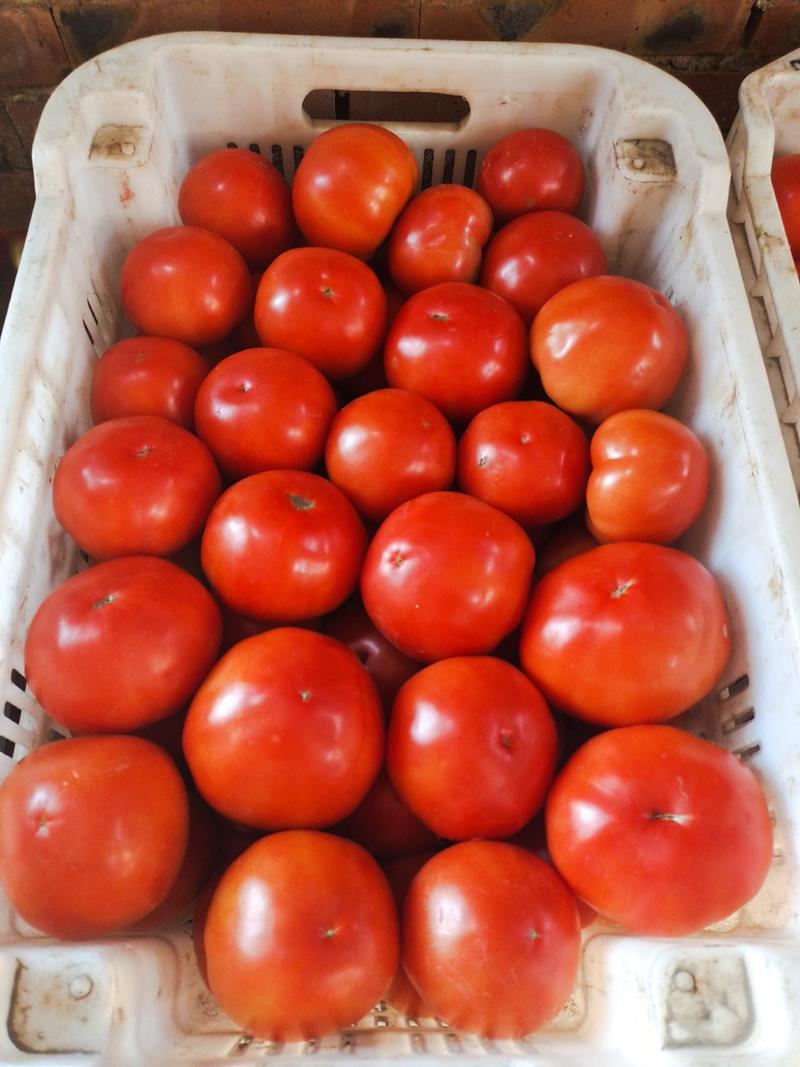 大红西红柿，大棚果，硬果