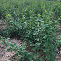 供应各种规格的药用连翘苗量大从优