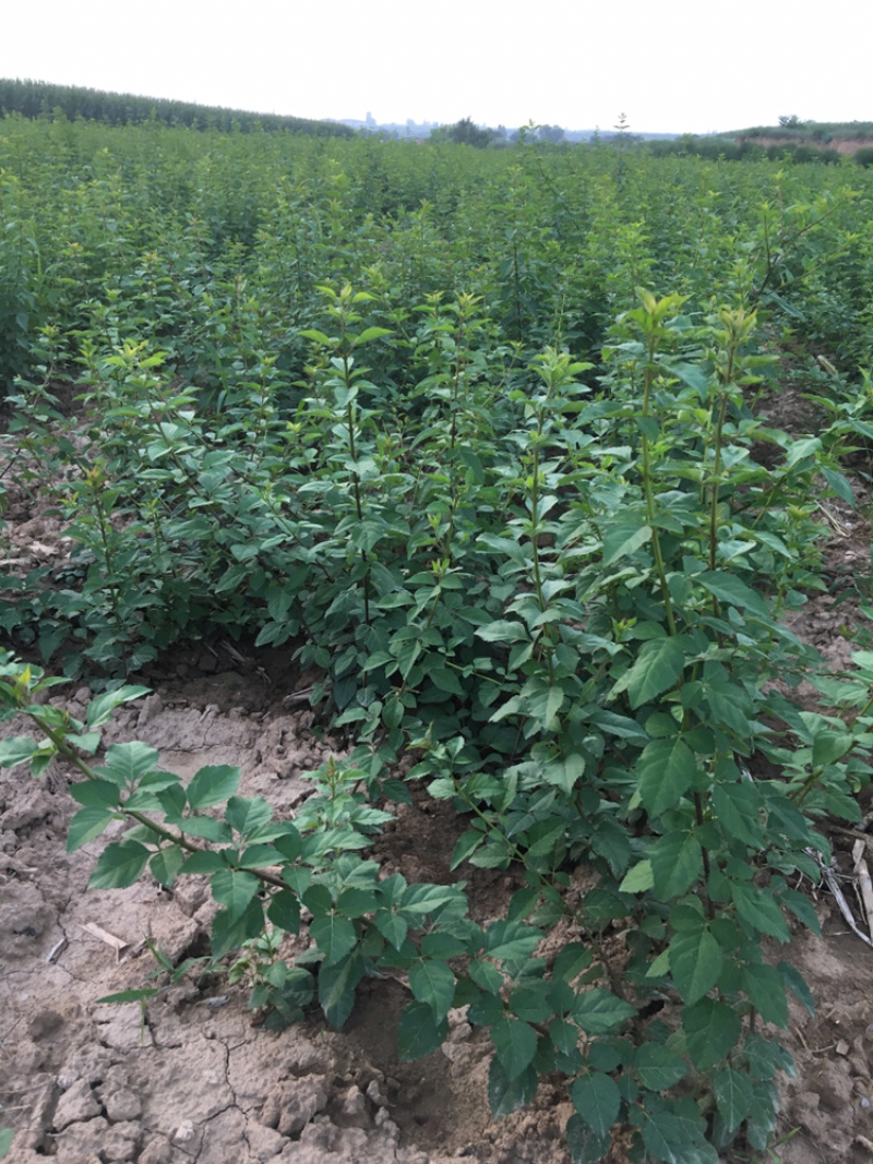 供应各种规格的药用连翘苗量大从优