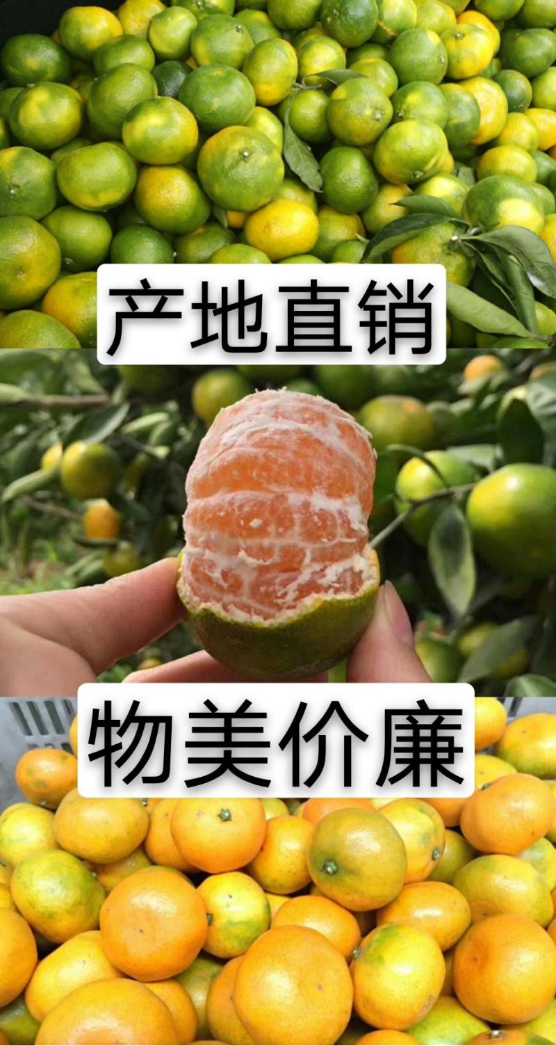 湖北柑橘特早蜜桔果大皮薄纯甜化渣一手货源批发
