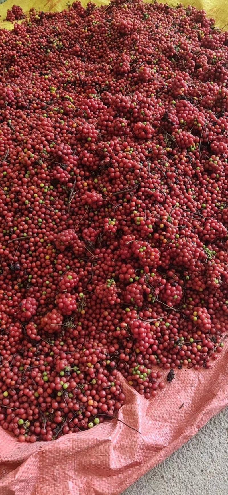 粉防己种苗基地种植一手货源，收购加工种植育苗技术
