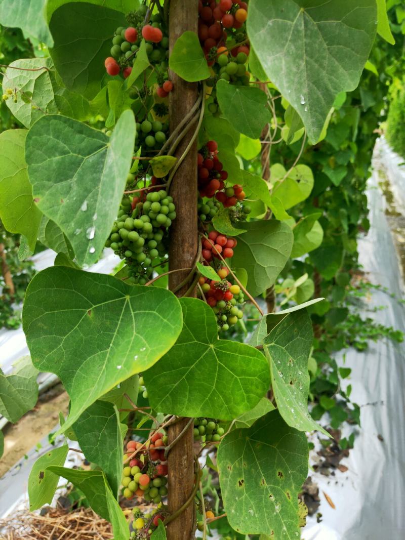粉防己种苗基地种植一手货源，收购加工种植育苗技术