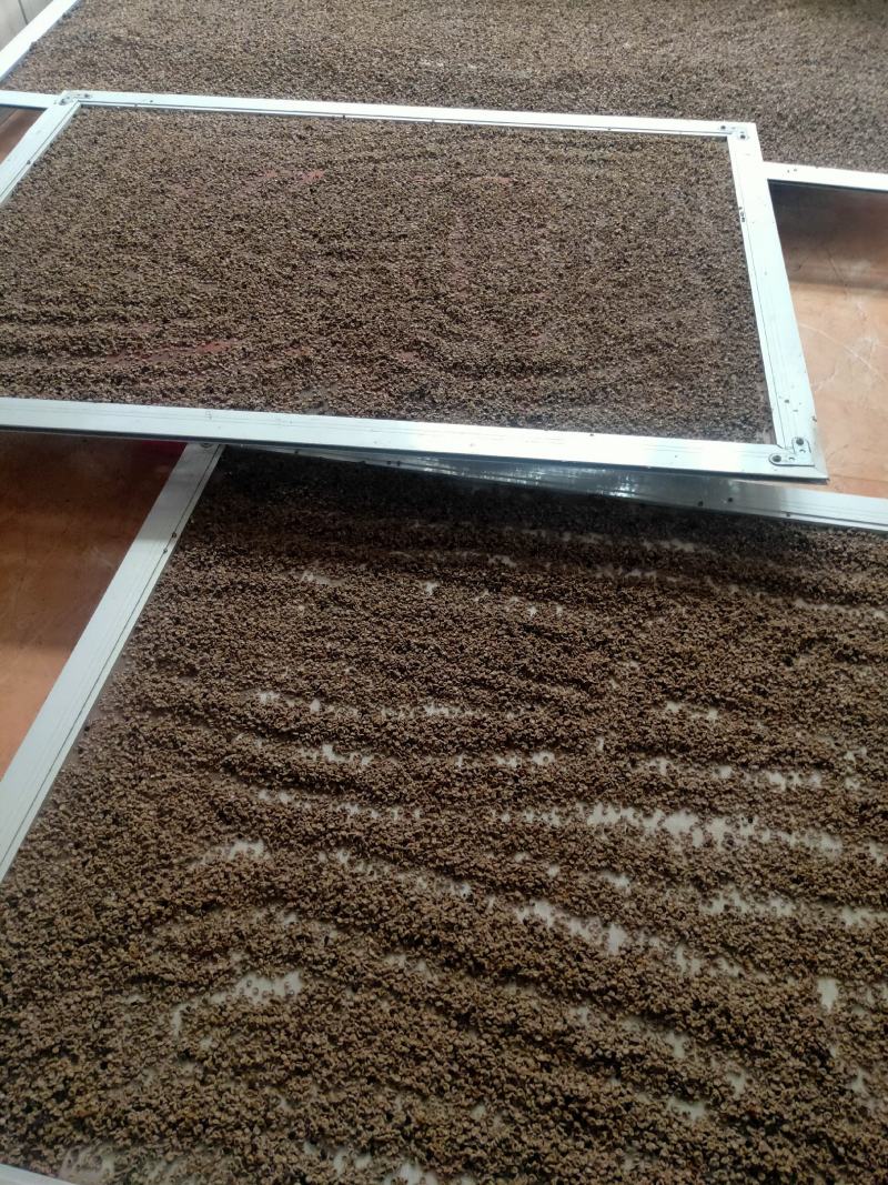 粉防己种苗基地种植一手货源，收购加工种植育苗技术
