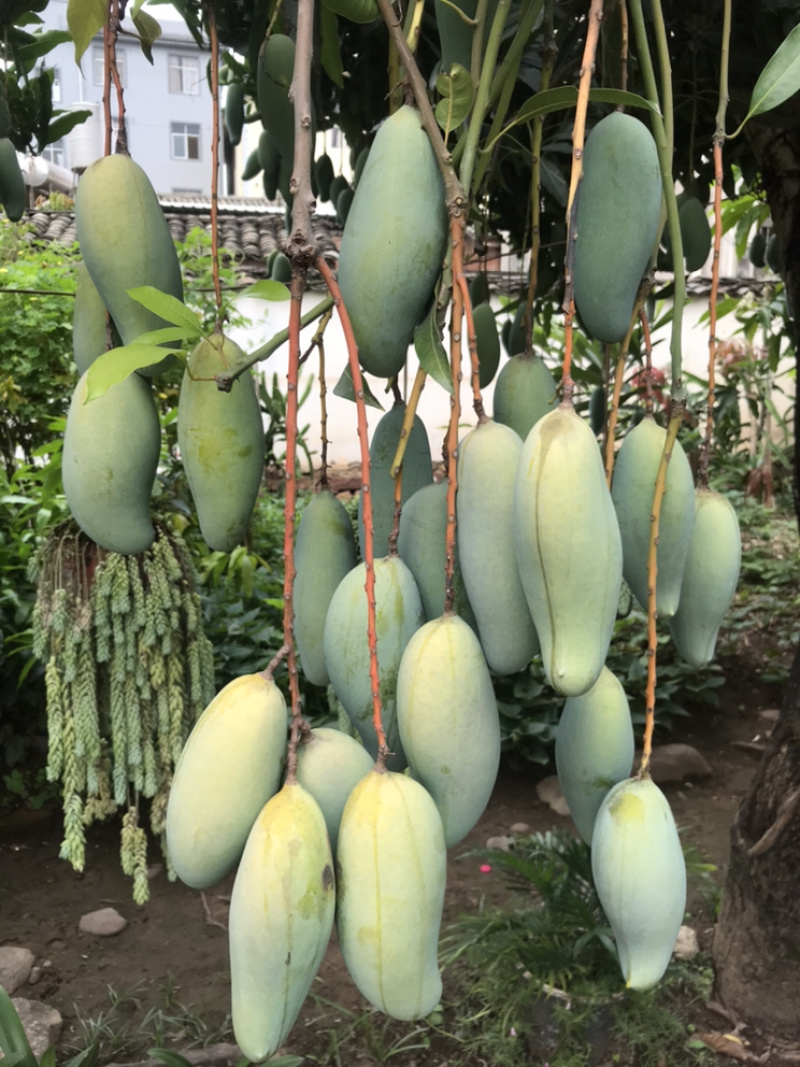 景东晚熟芒果