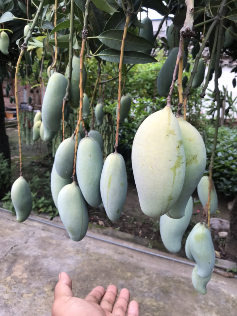 景东晚熟芒果