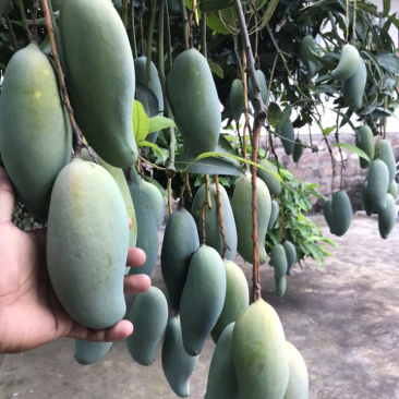 景东晚熟芒果