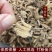 西藏手掌参野生手掌佛手参250g正品特级手儿参