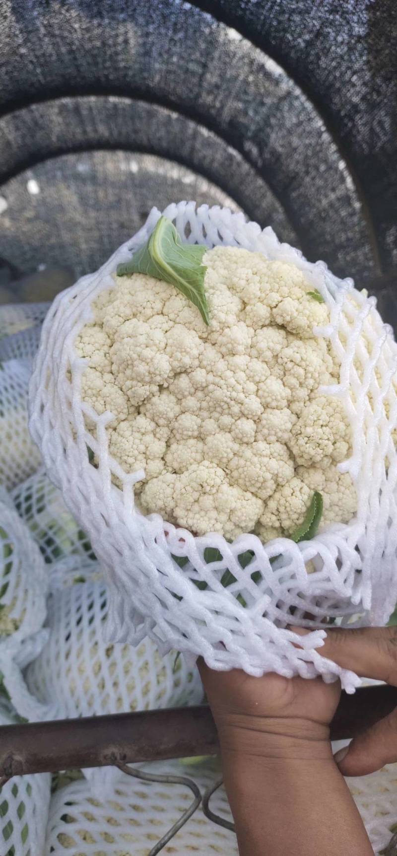精品有机花菜，散花，菜花，清梗散花菜，专业做有机花菜