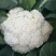 精品有机花菜，散花，菜花，清梗散花菜，专业做有机花菜