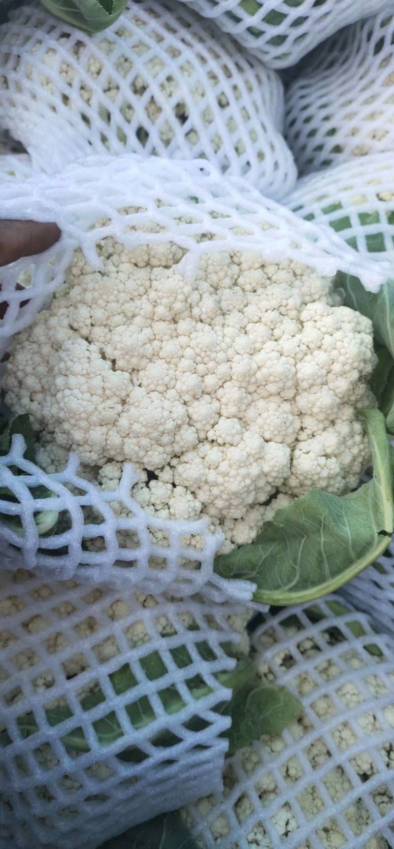 精品有机花菜，散花，菜花，清梗散花菜，专业做有机花菜