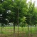 3公分金叶复叶槭量大4公分复叶槭价格便宜