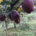 2020花牛苹果新鲜上市