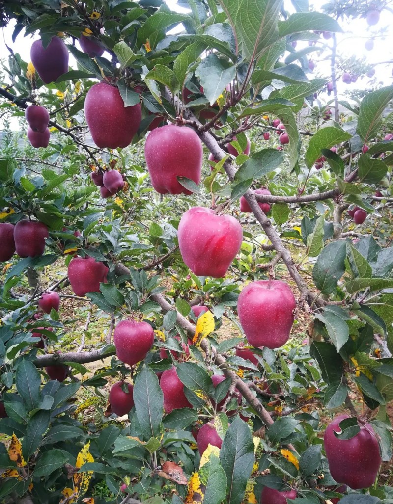 2020花牛苹果新鲜上市