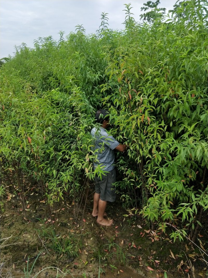 毛桃苗桃树苗毛桃树苗占地拆迁苗毛桃桃树原苗嫁