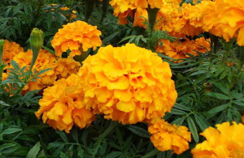 菊花粕是万寿菊的花提取物