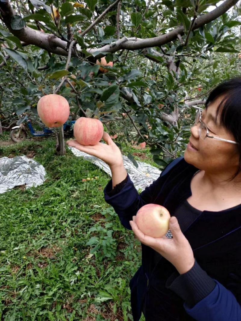 【包邮】精品万荣纸袋花冠苹果脆甜多汁颜色嫩红亮果园现摘现发