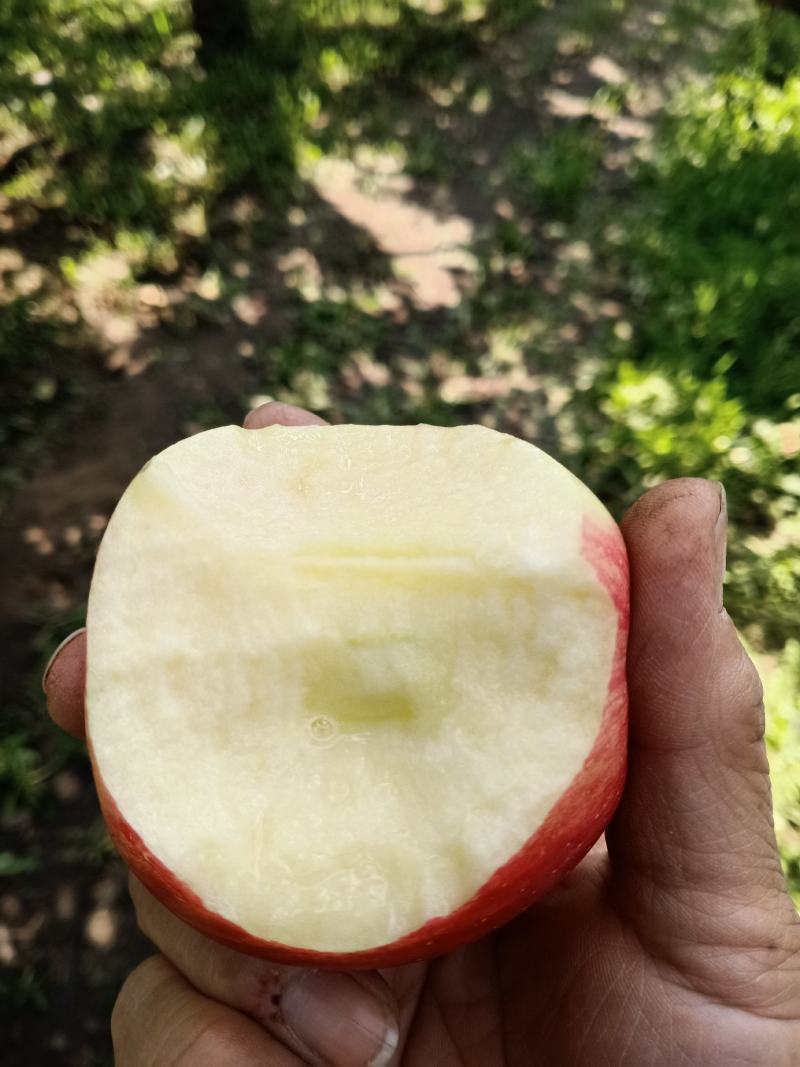 【包邮】精品万荣纸袋花冠苹果脆甜多汁颜色嫩红亮果园现摘现发